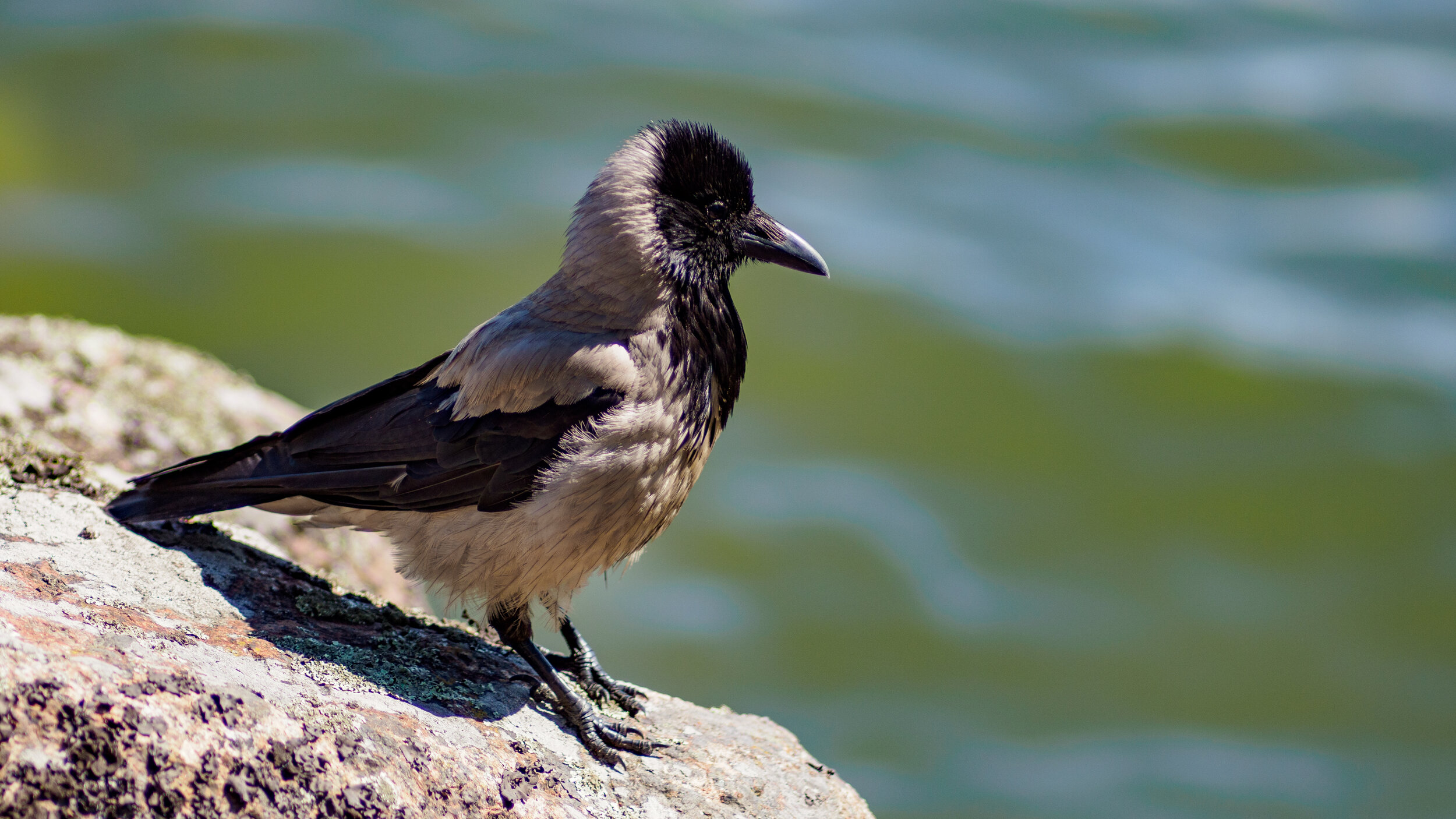 Olympus OM-D E-M1 MKIII, Zuiko 180mm f2, 1/1250s f2 ISO200, © Peter Forsgard