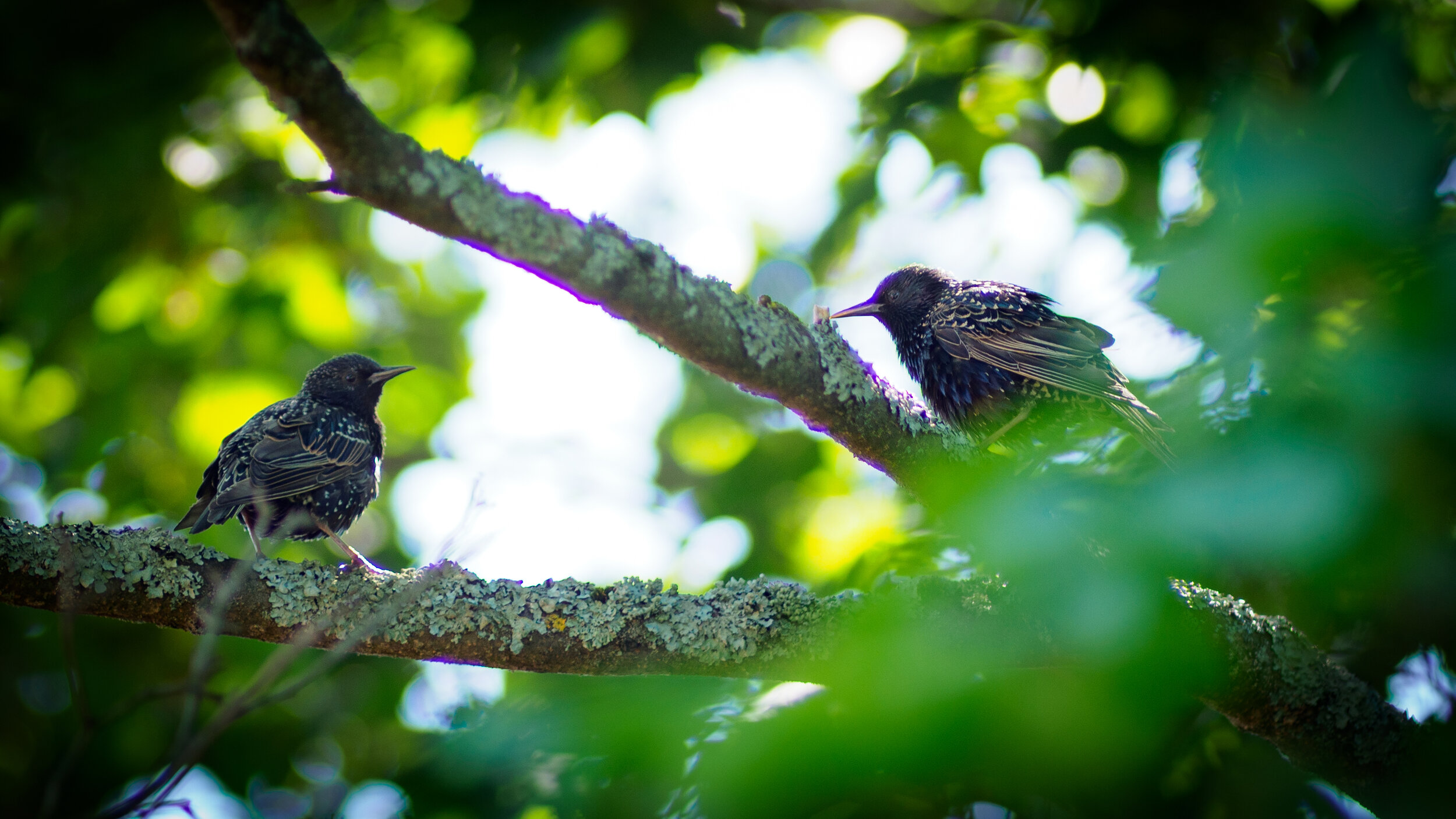 Olympus OM-D E-M1 MKIII, Zuiko 180mm f2, 1/250s f2, ISO200, © Peter Forsgard