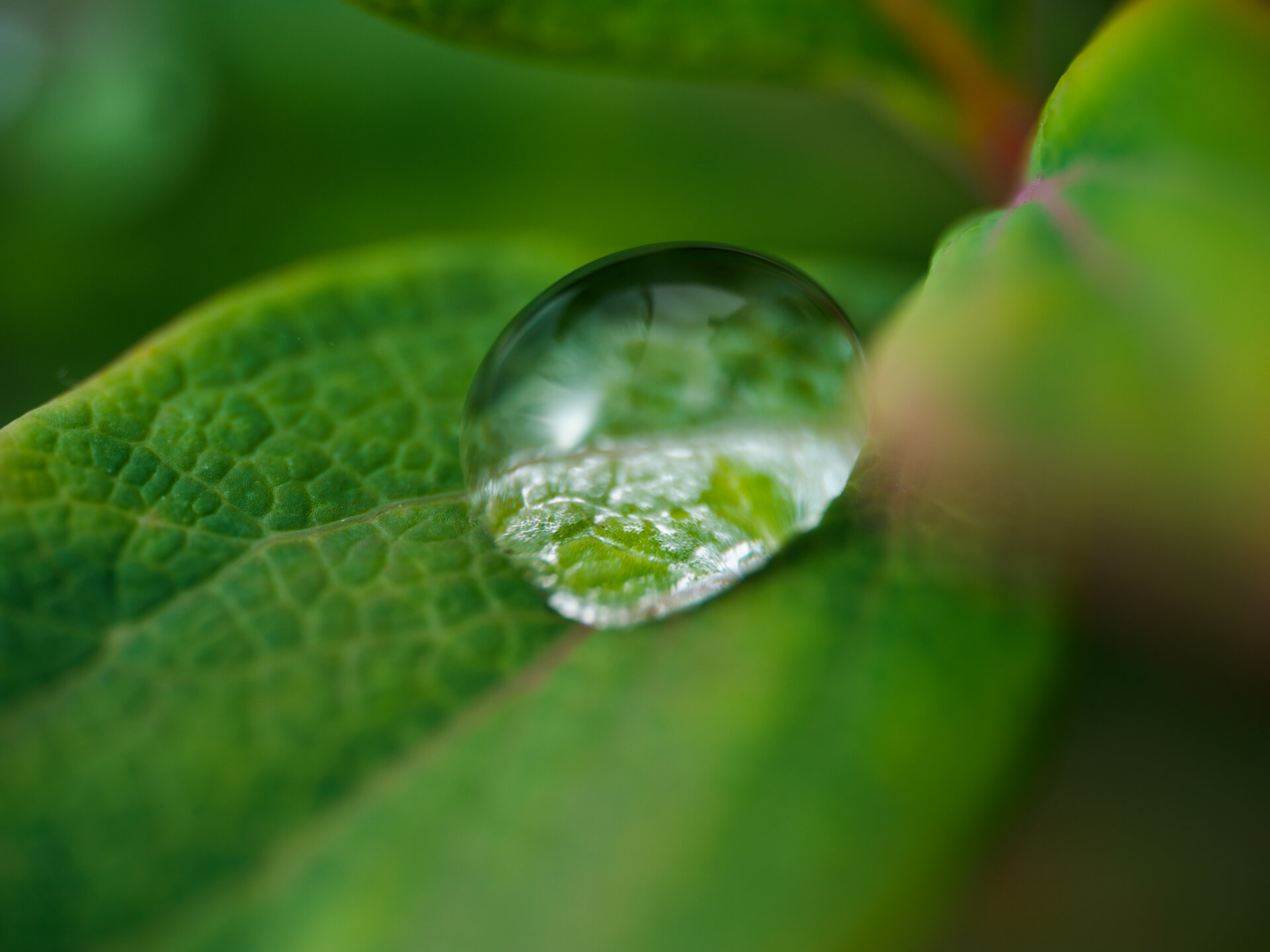 Olympus OM-D E-M1 MKII, Laowa 50mm f2.8 macro, 1/60s f2.8 ISO200, Olympus  FL-700WR