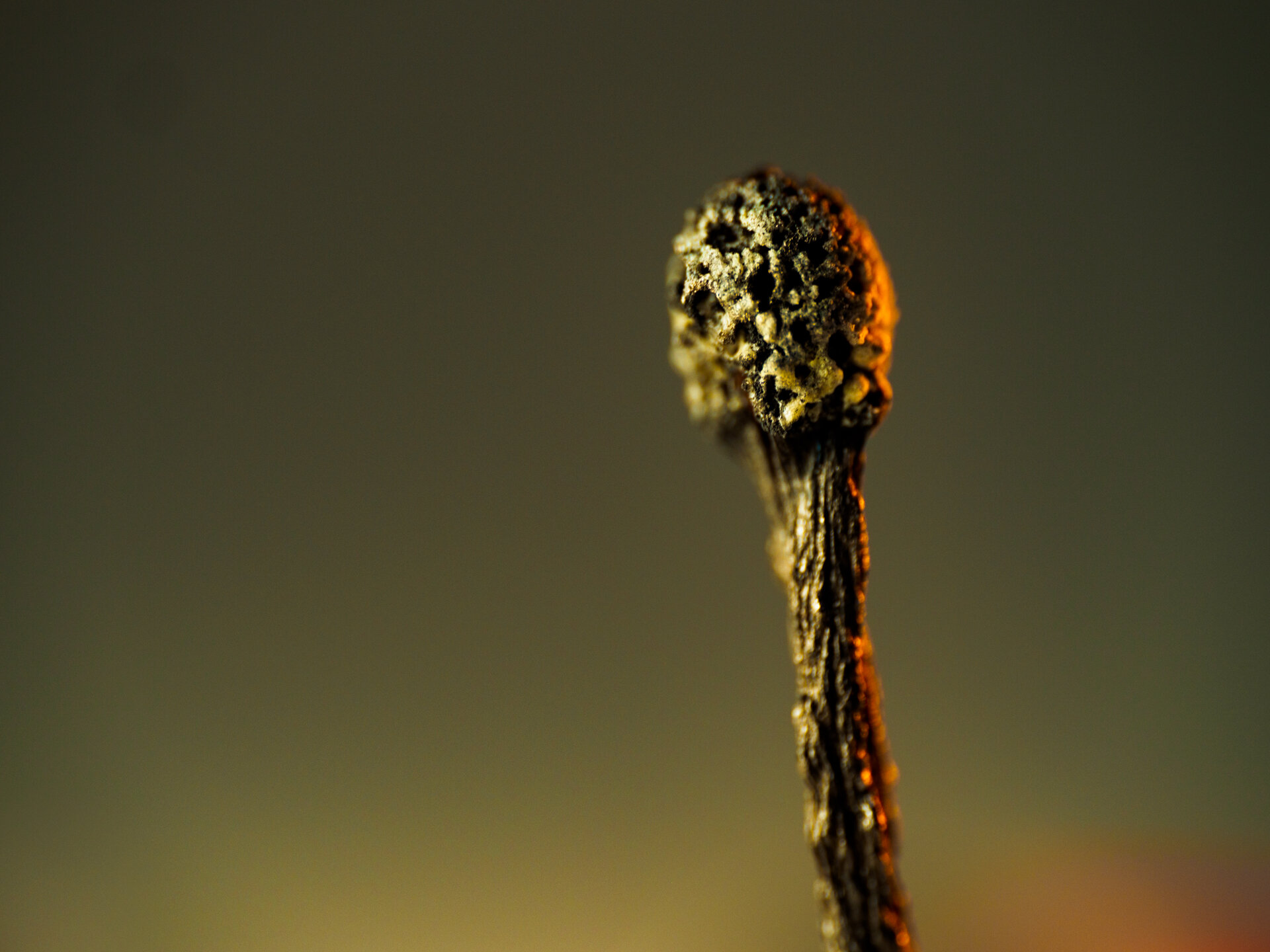 Olympus OM-D E-M1 MKII, Laowa 50mm f2.8 Macro, 1/40s f2.8 ISO200