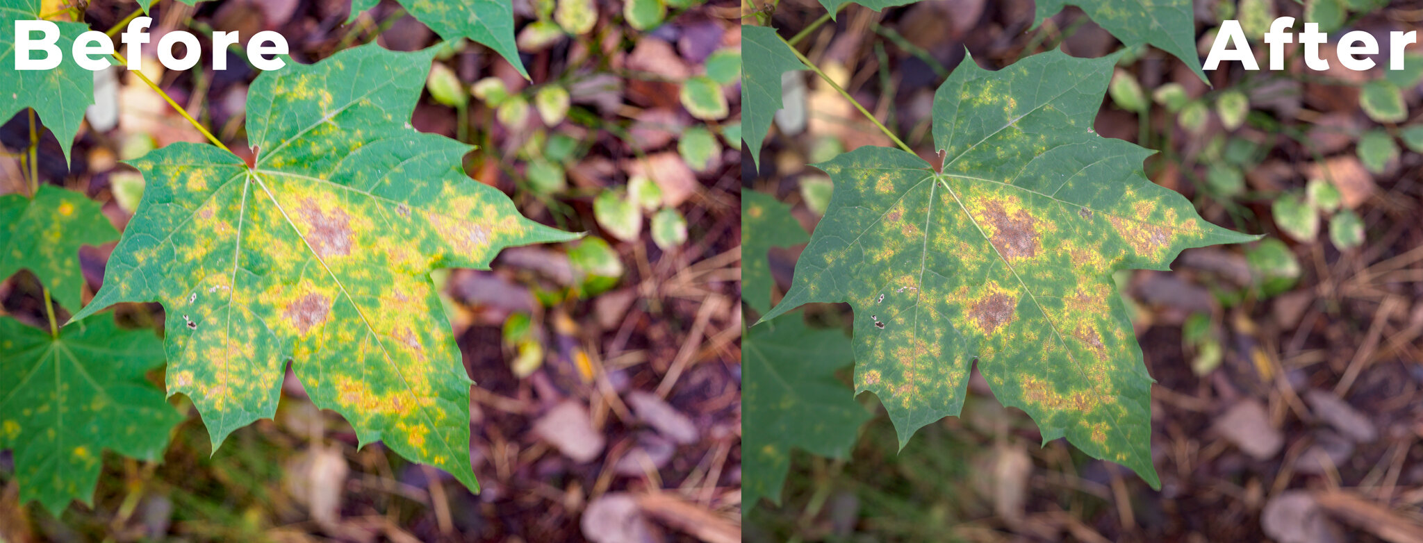 Here you can see images before and after. There was some motion blur and Sharpen AI made the images ok for use in small size in social media for example.