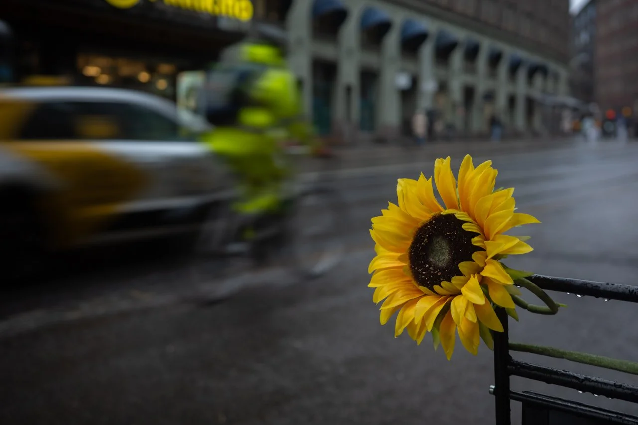 A sunflower in the city with a bicycle rider in the background